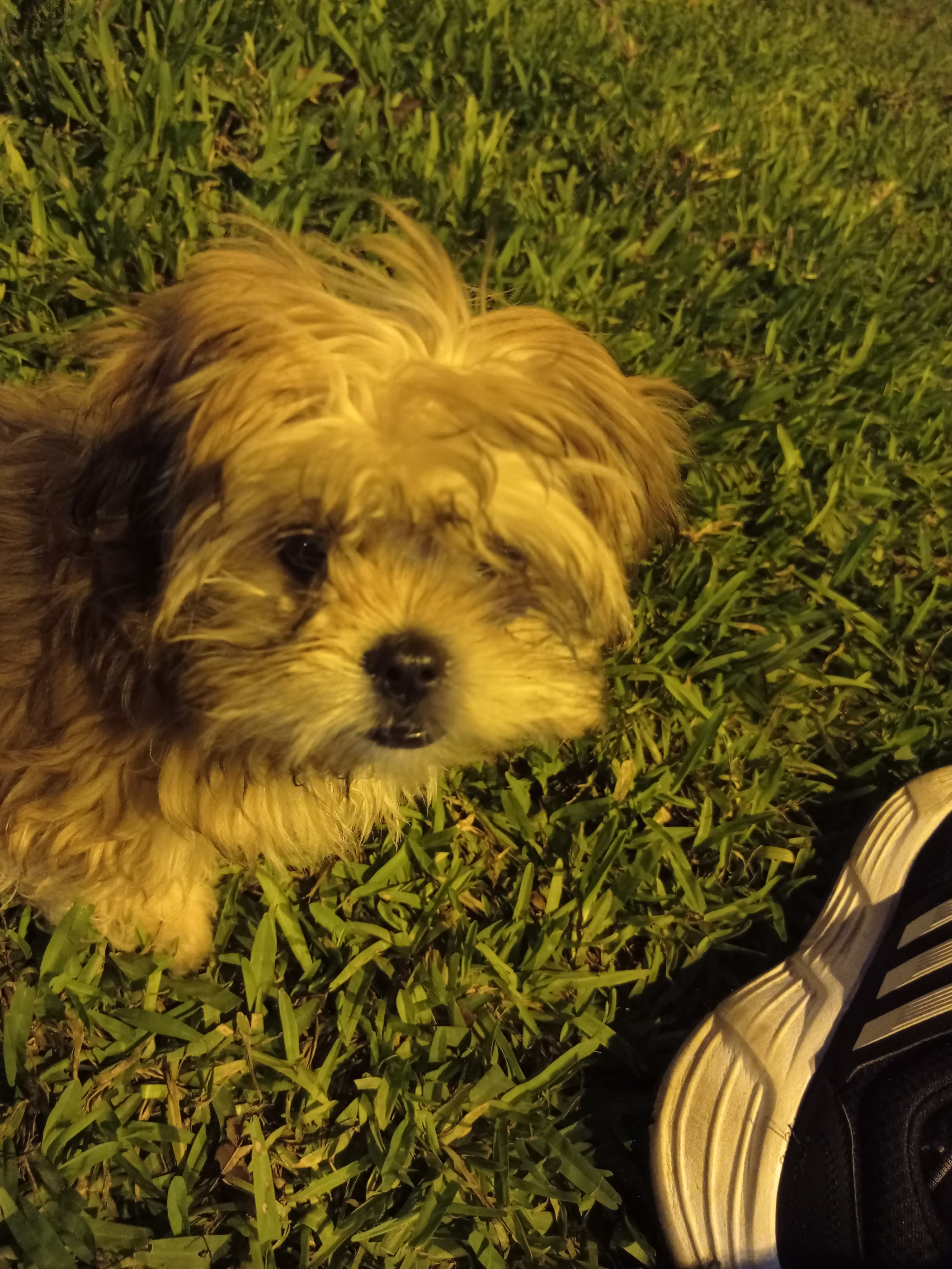 Cody, my dog and daily companion